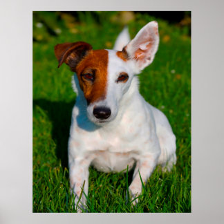 Fox Terrier Dog. Poster
