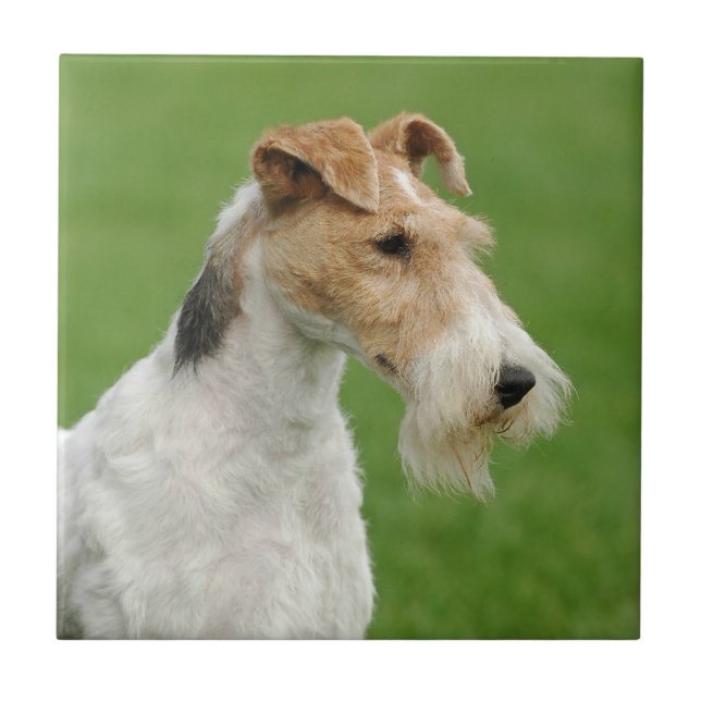 Fox Terrier Fliese (Vorderseite)