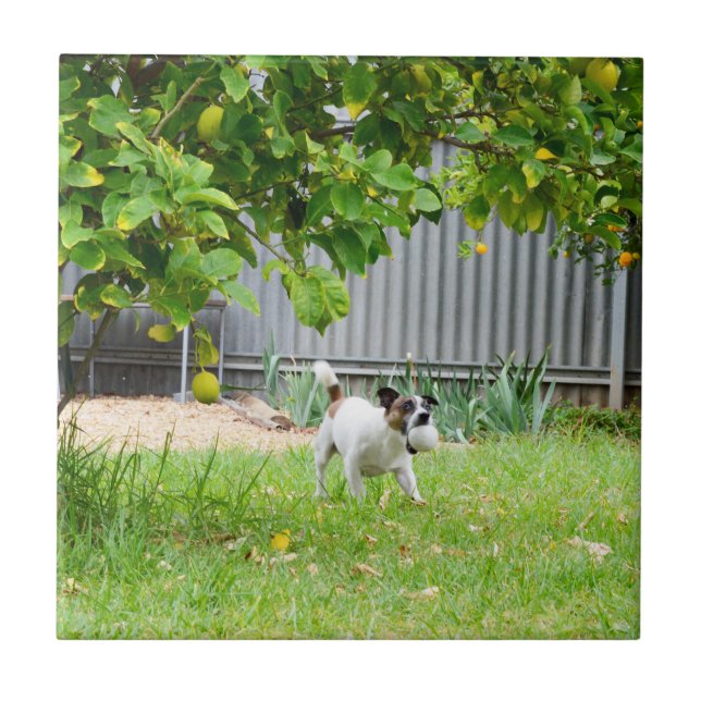 Fox Terrier Funny Scare Face, Fliese (Vorderseite)