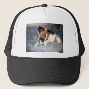 Fox Terrier schüchternes Gesicht, Truckerkappe
