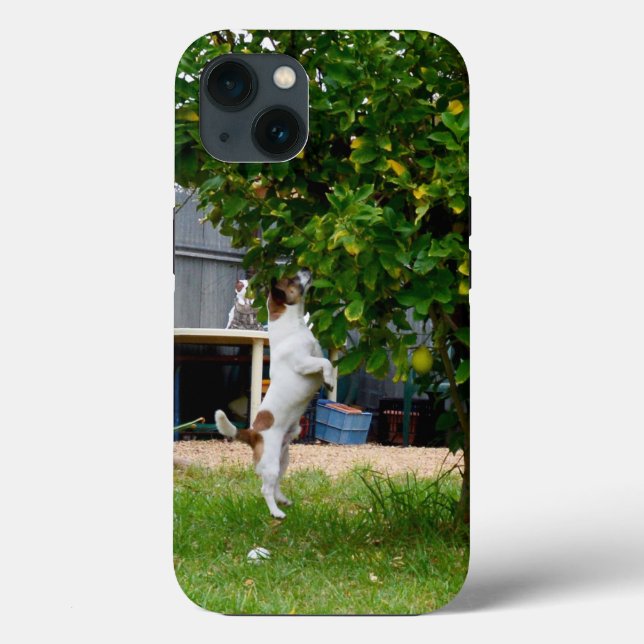 Fox Terrier The Leap, iPhone 13 Coque (Verso)