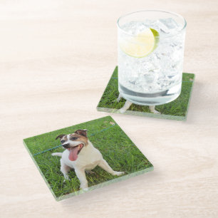 Fox Terrier, Zunge in der Wange, Glasuntersetzer