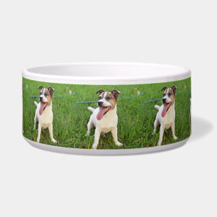 Fox Terrier, Zunge in der Wange, Napf