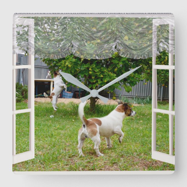 Fox Terriers, die den Garten erkunden, Quadratische Wanduhr (Vorderseite)