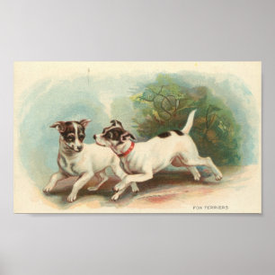 Fox Terriers Poster