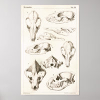 Fox und Hyena Skulls Veterinärmedizinische Anatomi