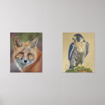 Fox- und Peregrine-Falkendrucke