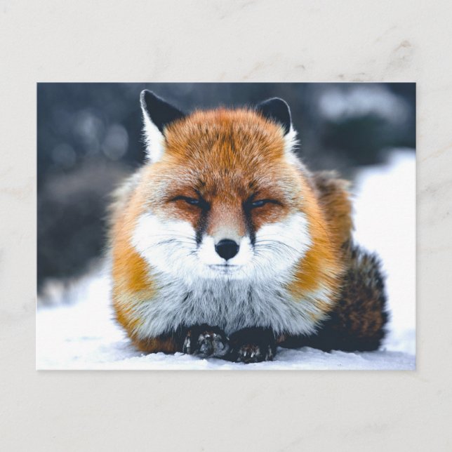 Fox Wild Animals Fotografie Postkarte (Vorderseite)