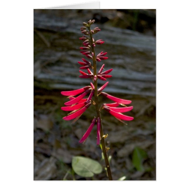 Foxfire Blumen (Vorne)