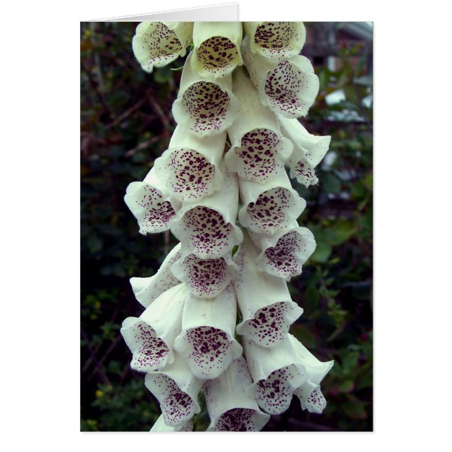Foxglove blanc (Devant)