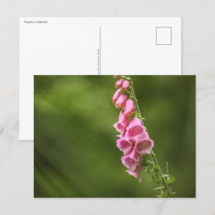 Foxglove Blume Nature Foto Postkarte