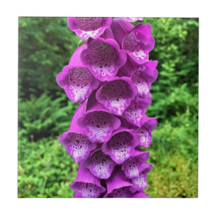 Foxglove Blume, Oregon Fliese