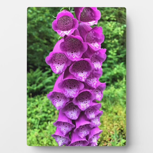 Foxglove Blume, Oregon Fotoplatte (Vorderseite)