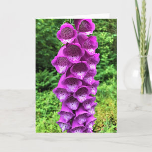 Foxglove Blume, Oregon Karte