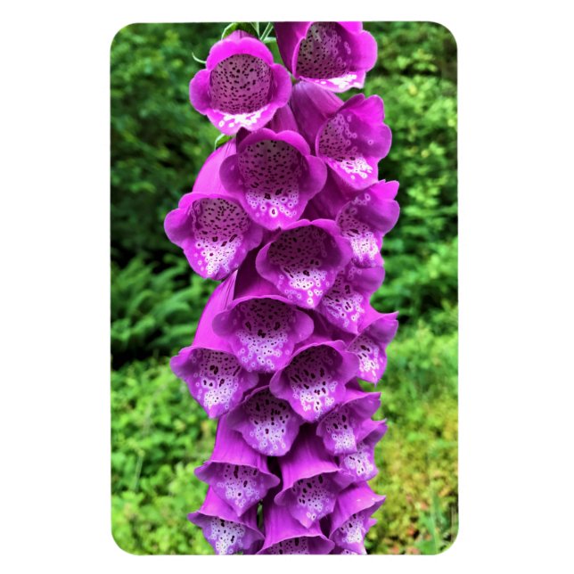 Foxglove Blume, Oregon Magnet (Vertikal)