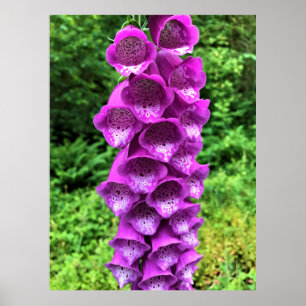 Foxglove Blume, Oregon Poster