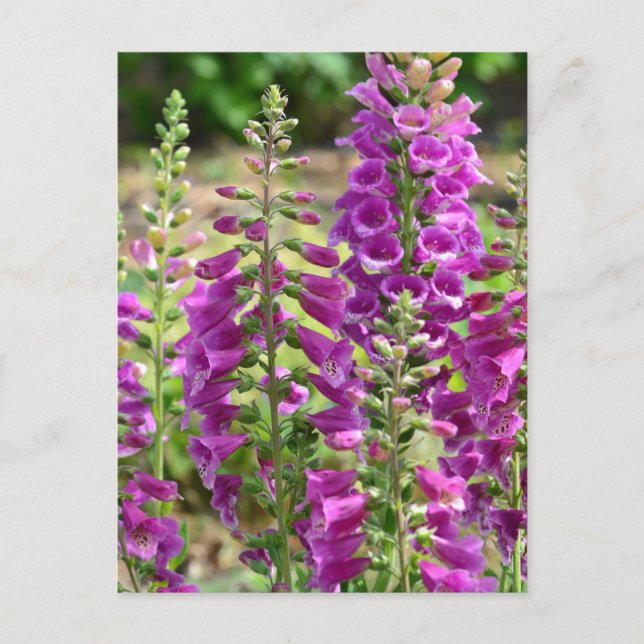 Foxglove-Blume Postkarte (Vorderseite)