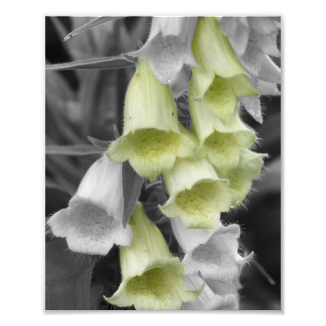 Foxglove-Blume: Teilfarben 8x10 Fotodruck (Vorne)