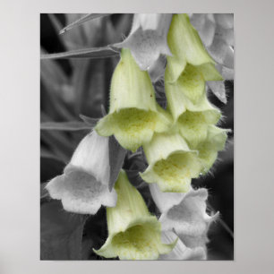 Foxglove-Blume - teilweise Farbe Poster