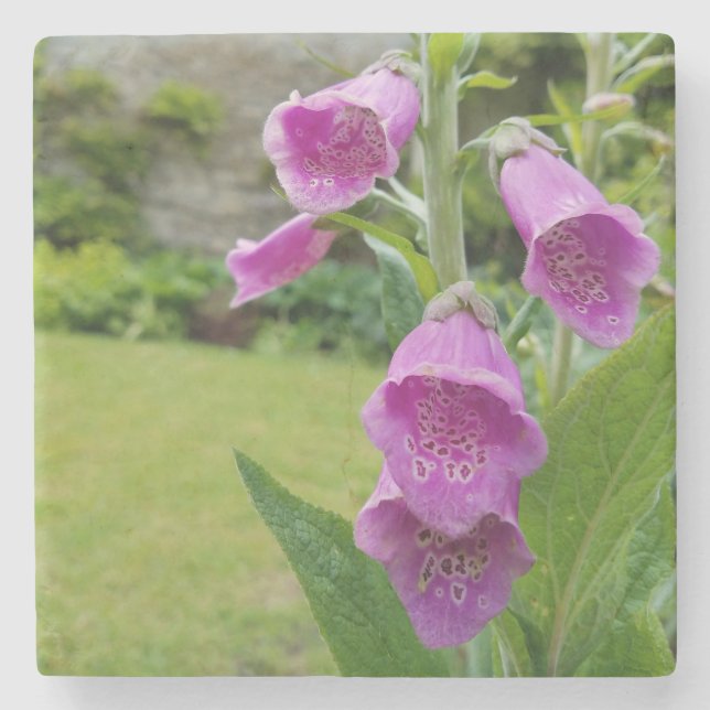 Foxglove Blume Untersetzer (Vorderseite)