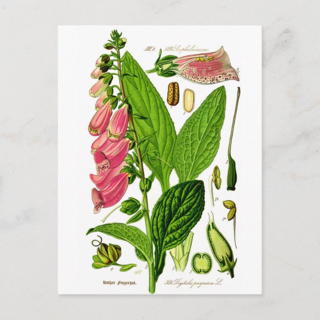 Foxglove (Digitalis purpurea) Botanik Illustration Postkarte (Vorderseite)