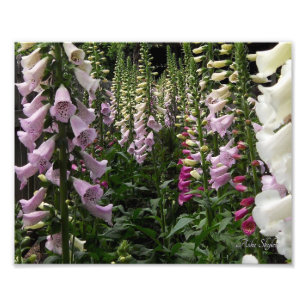 Foxglove Garden Fotodruck