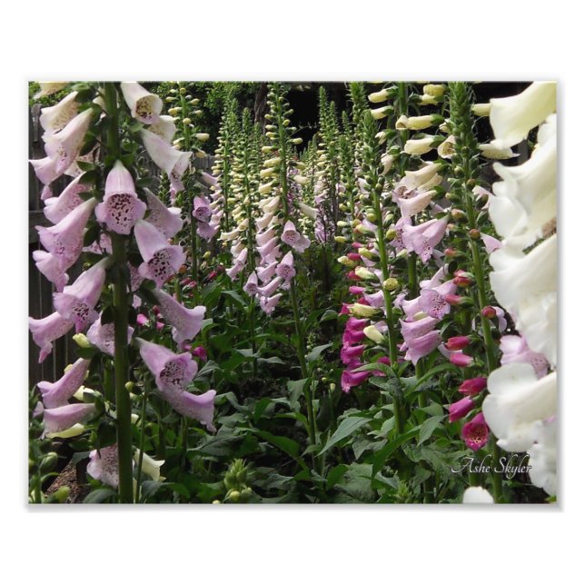 Foxglove Garden Fotodruck (Vorne)