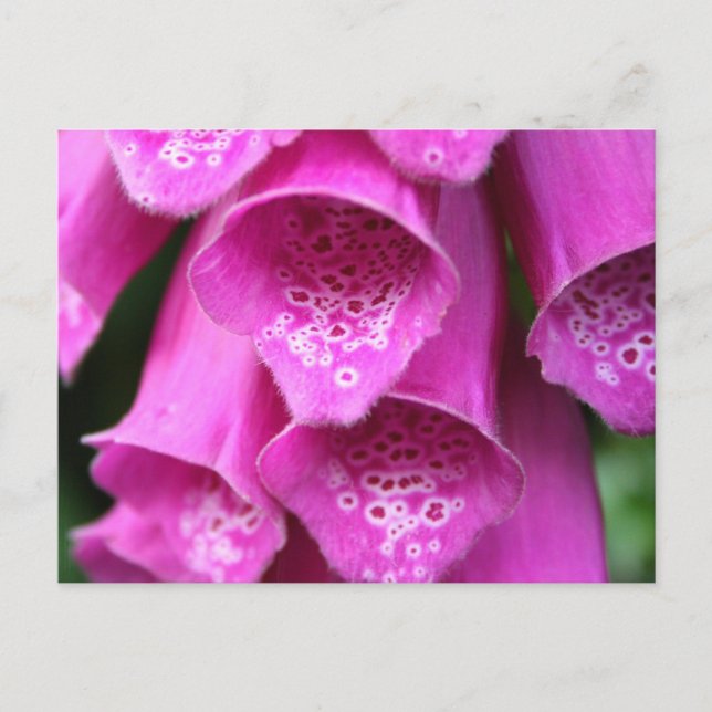 Foxglove Pflanze Postcard Postkarte (Vorderseite)