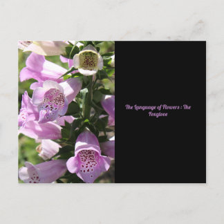 Foxglove Postcard Postkarte