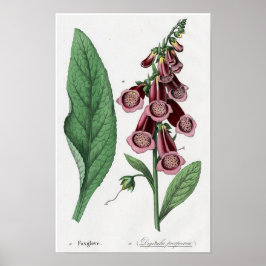 Foxglove Poster