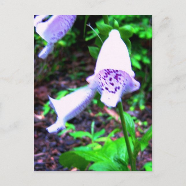 Foxglove Postkarte (Vorderseite)
