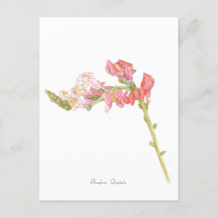 Foxglove postkarte