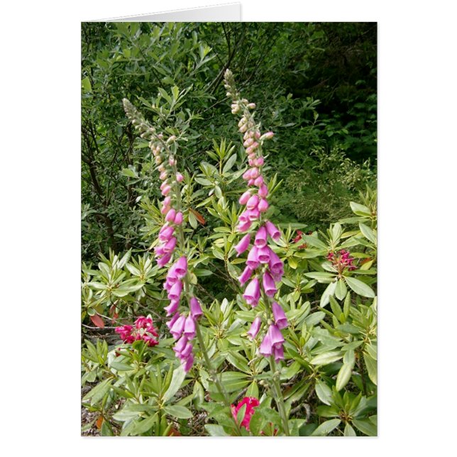 Foxglove und Rhodies (Vorne)