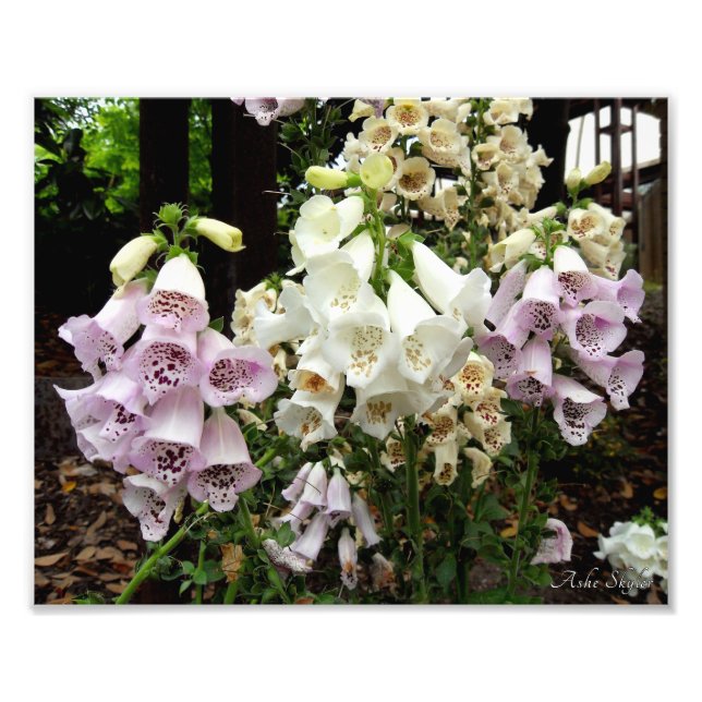 Foxhandschuhe Fotodruck (Vorne)