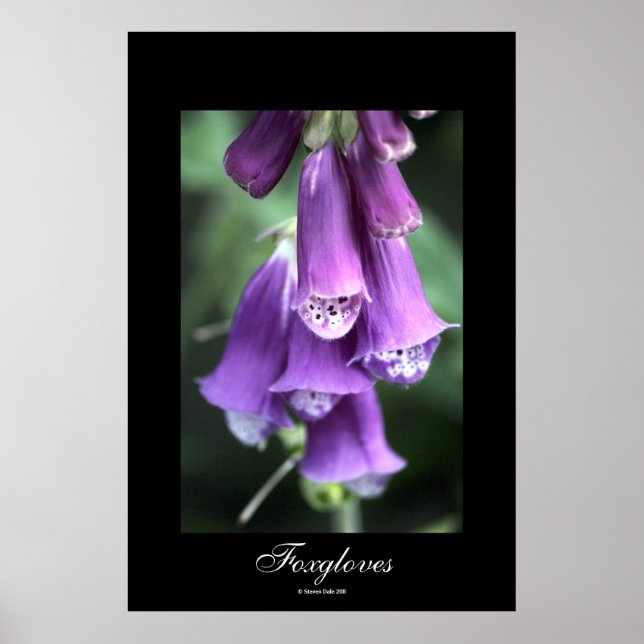Foxhandschuhe von Steven Dale Poster (Vorne)