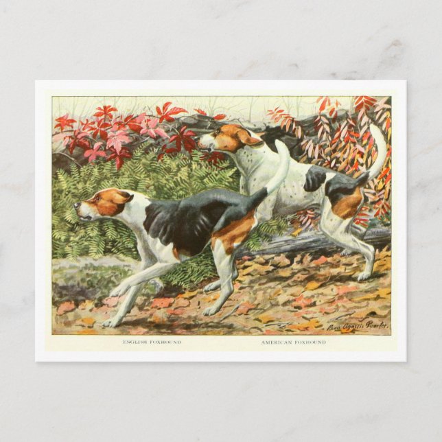 Foxhound Dogs Postcard Postkarte (Vorderseite)