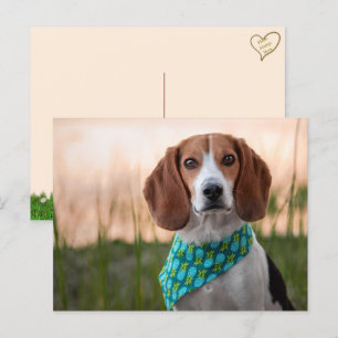 Foxhound Postcard Feiertagspostkarte