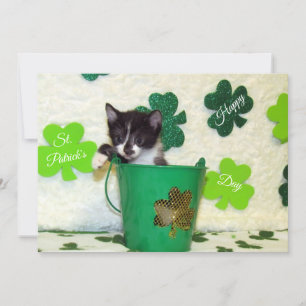 Foxi's St. Patrick's Day Cat/ Kitten - Flachkarte Feiertagskarte