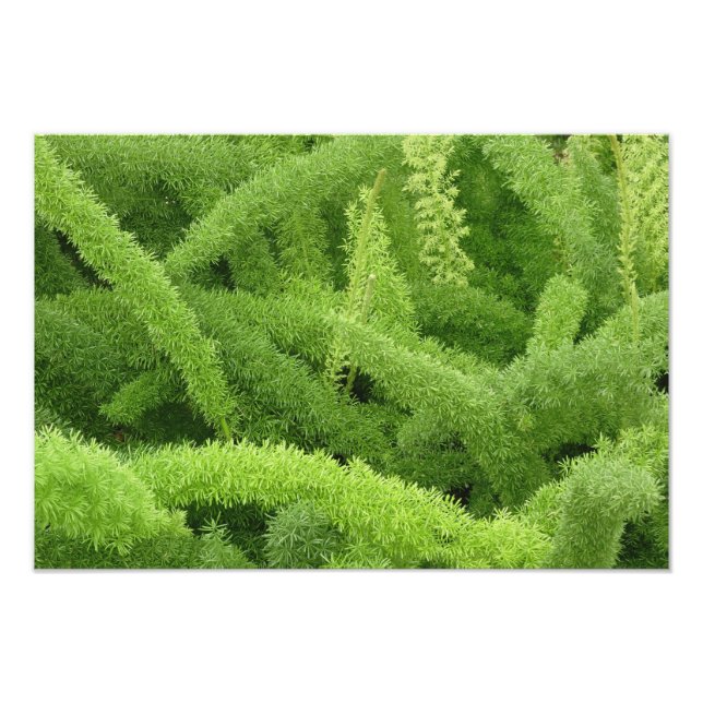 Foxtail Fern, Asparagus densiflorus myers Fotodruck (Vorne)