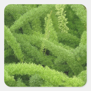 Foxtail Fern, Asparagus densiflorus myers Quadratischer Aufkleber
