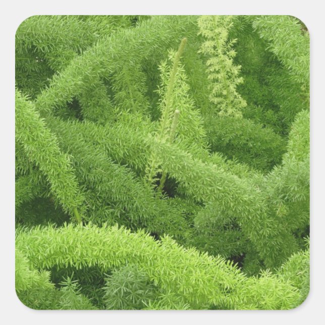 Foxtail Fern, Asparagus densiflorus myers Quadratischer Aufkleber (Vorderseite)