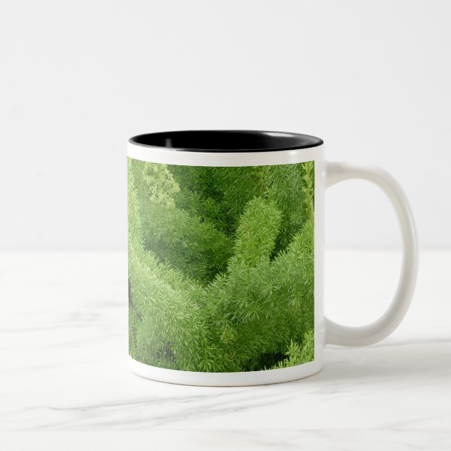 Foxtail Fern, Asparagus densiflorus myers Zweifarbige Tasse (Rechts)