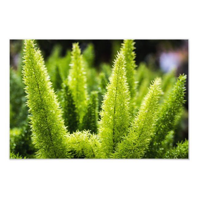 Foxtail Fern Fotodruck (Vorne)