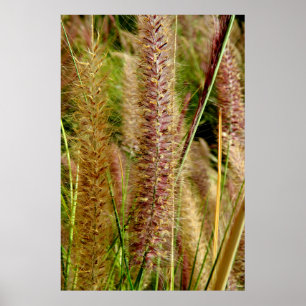 Foxtail Gras Makrofotografie Poster