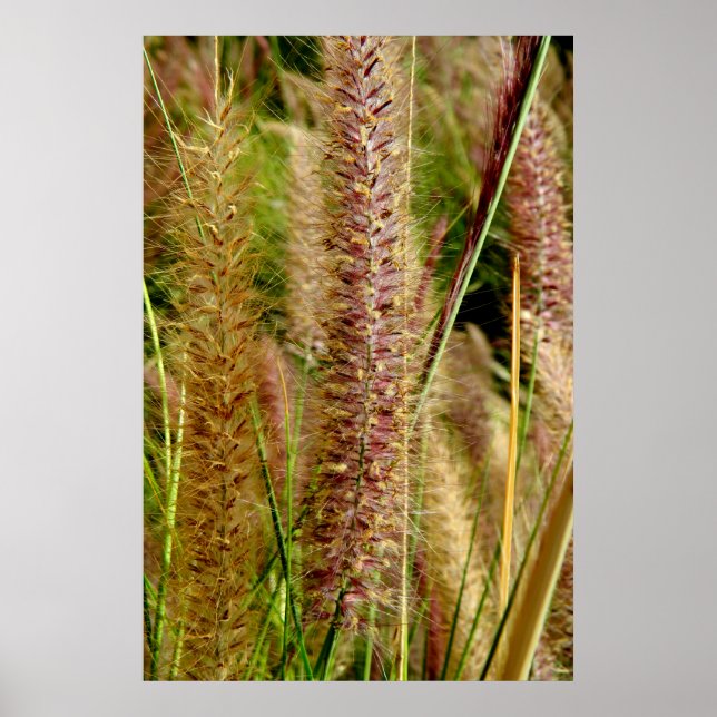 Foxtail Gras Makrofotografie Poster (Vorne)