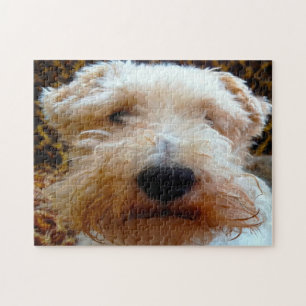 Foxterrier Hund.