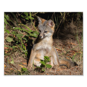 Foxy Baby Fotodruck