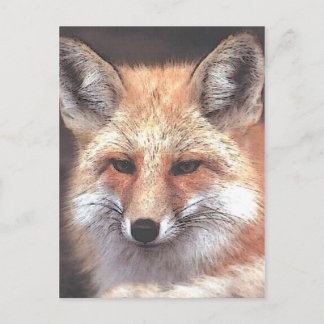 foxy postkarte