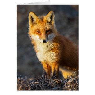 Foxy Stare