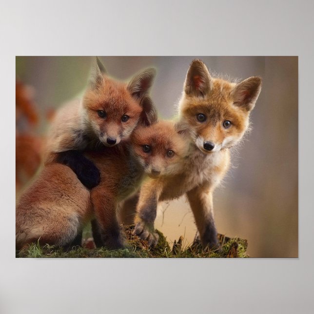 Foxy-Triplets Poster (Vorne)